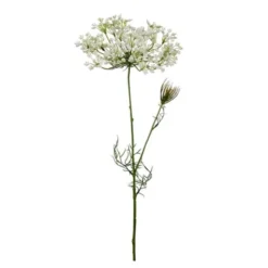 Allium 70 cm vit
