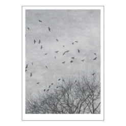 Ingrey Studio poster 50x70 cm crows