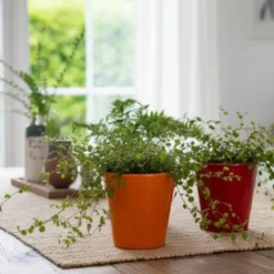 Plant blomkruka liten 12x12 cm orange