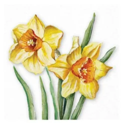 Servett 33x33 cm 20-pack Flowering Daffodils