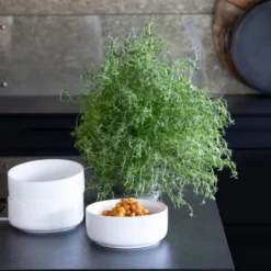 Sögne Skål Liten 14 cm Vit