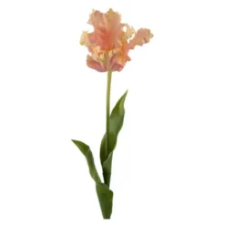 Tulpan 70 cm Rosa
